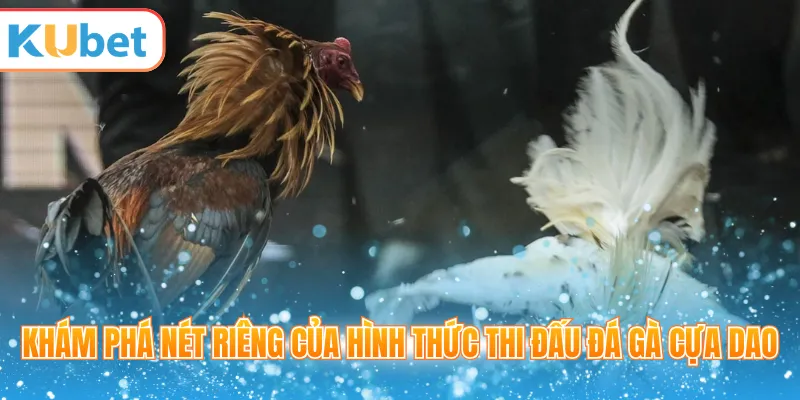 Khám phá nét riêng của hình thức thi đấu đá gà cựa dao