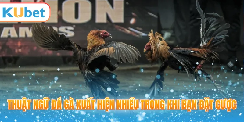 Thuật ngữ đá gà xuất hiện nhiều trong khi bạn đặt cược